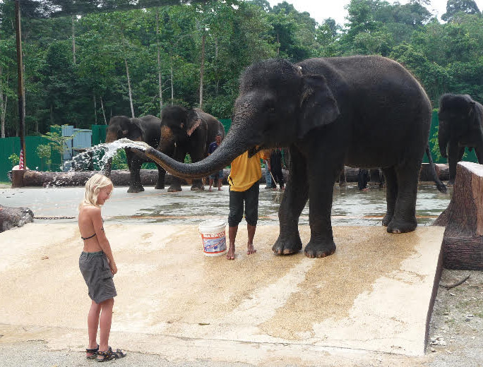 elephant